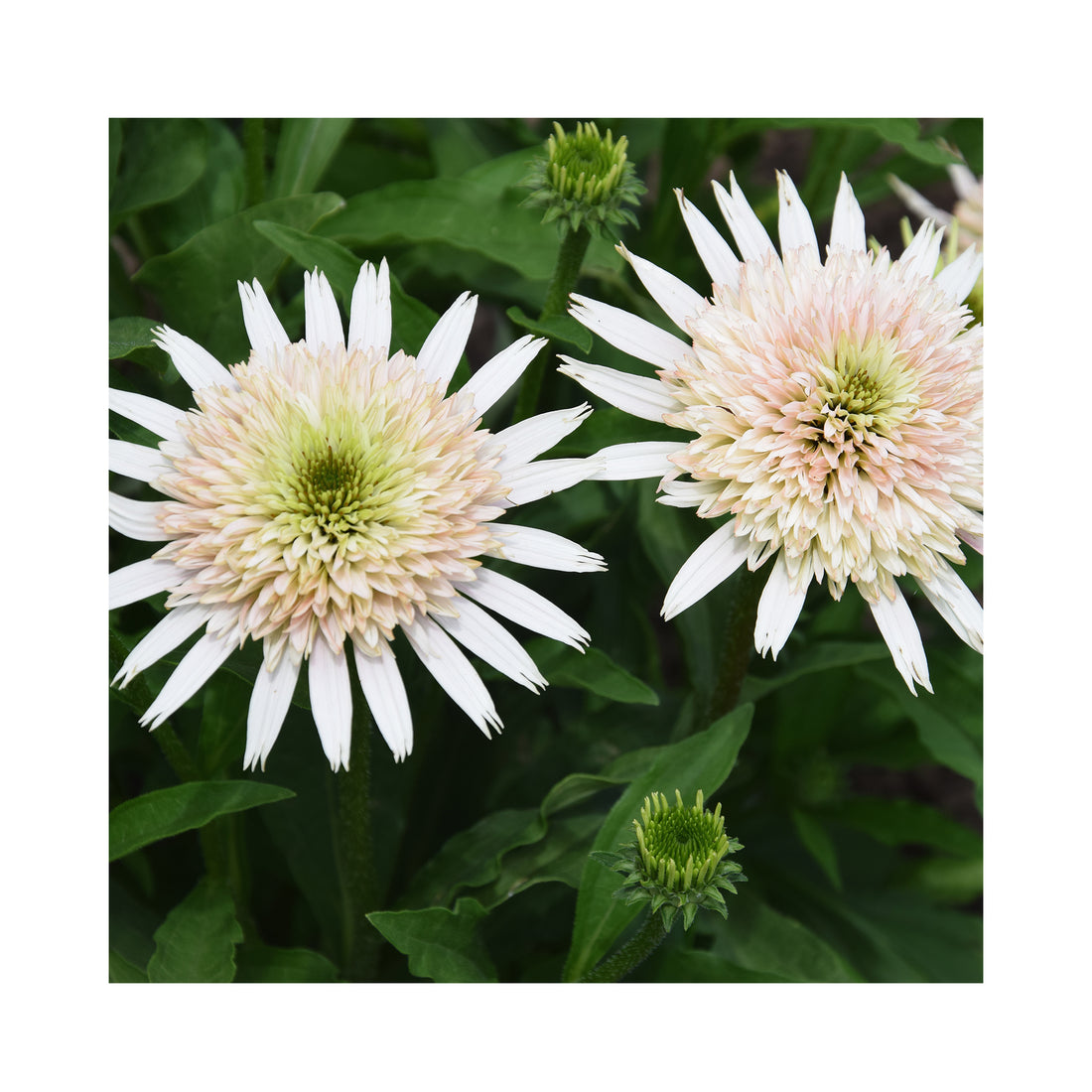 Echinacea purpurea Cherry Fluff