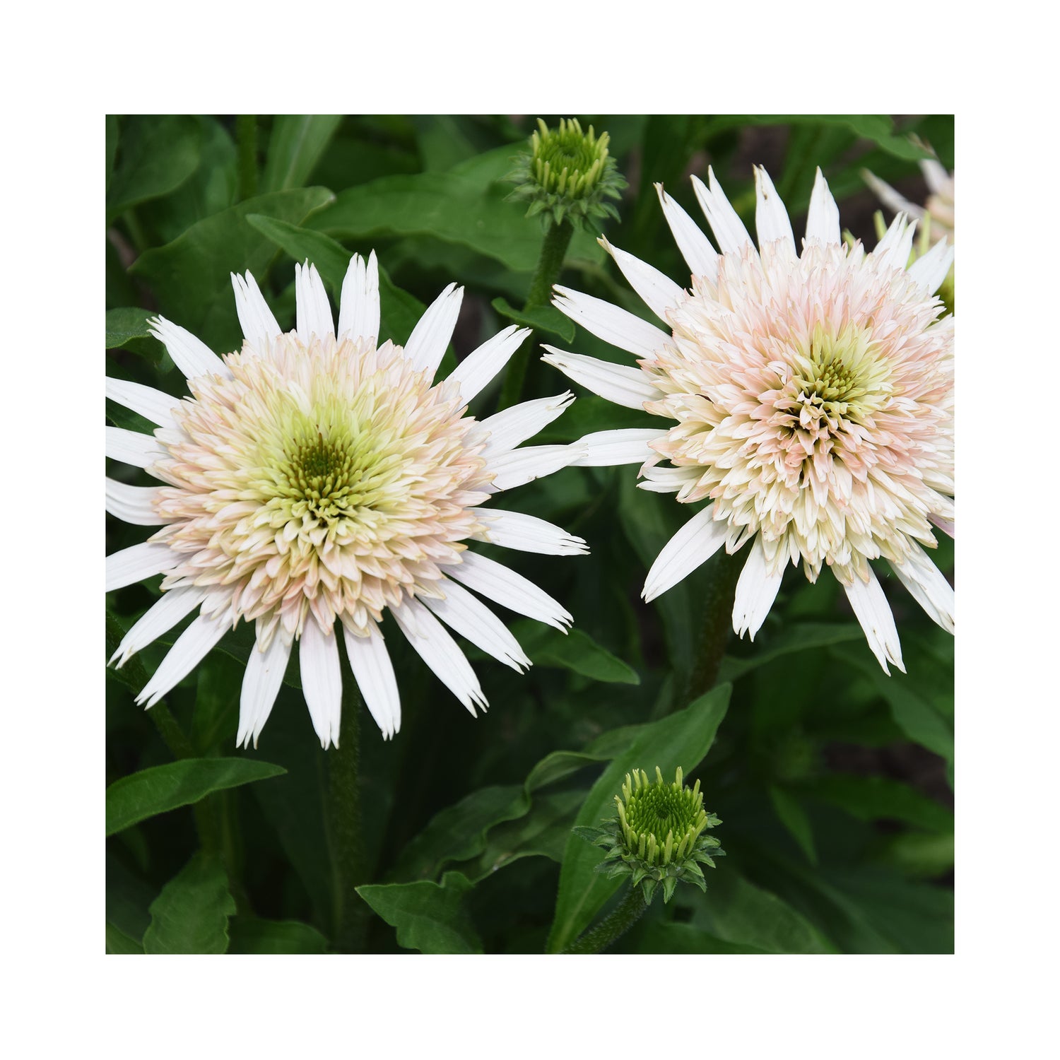 Echinacea purpurea Cherry Fluff