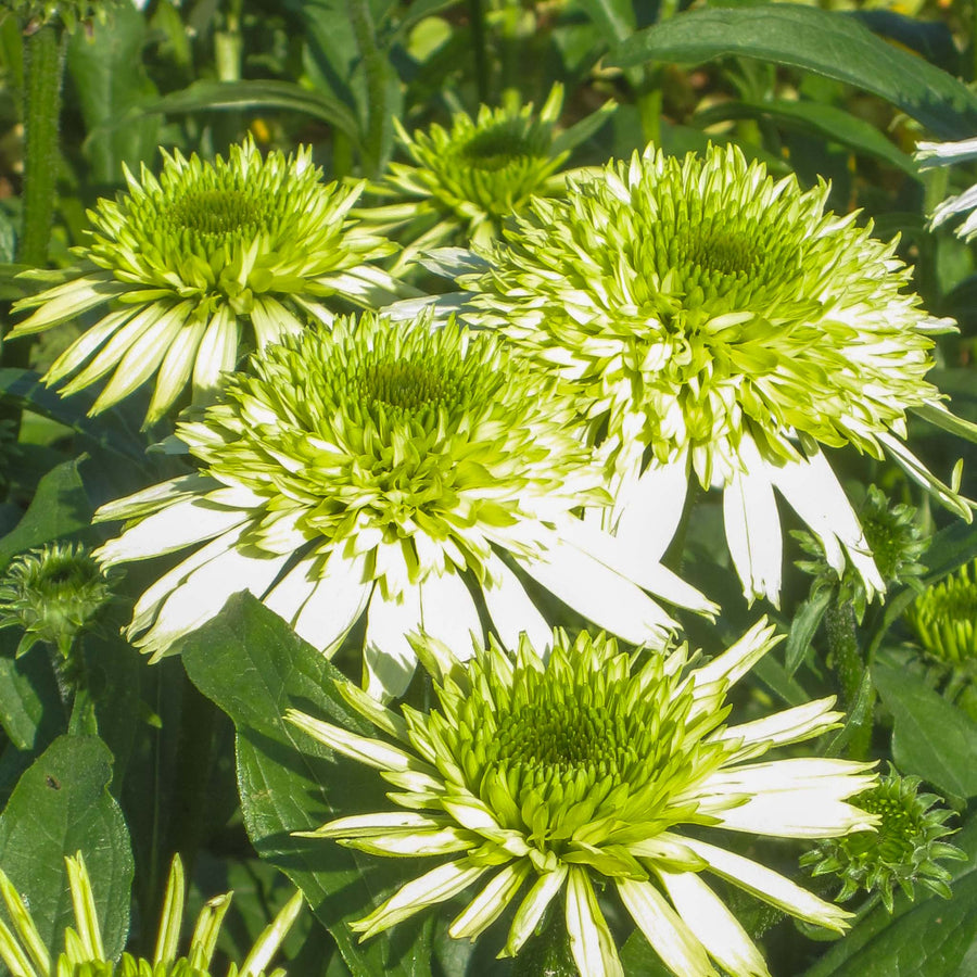 Middle-layer cottage garden plants