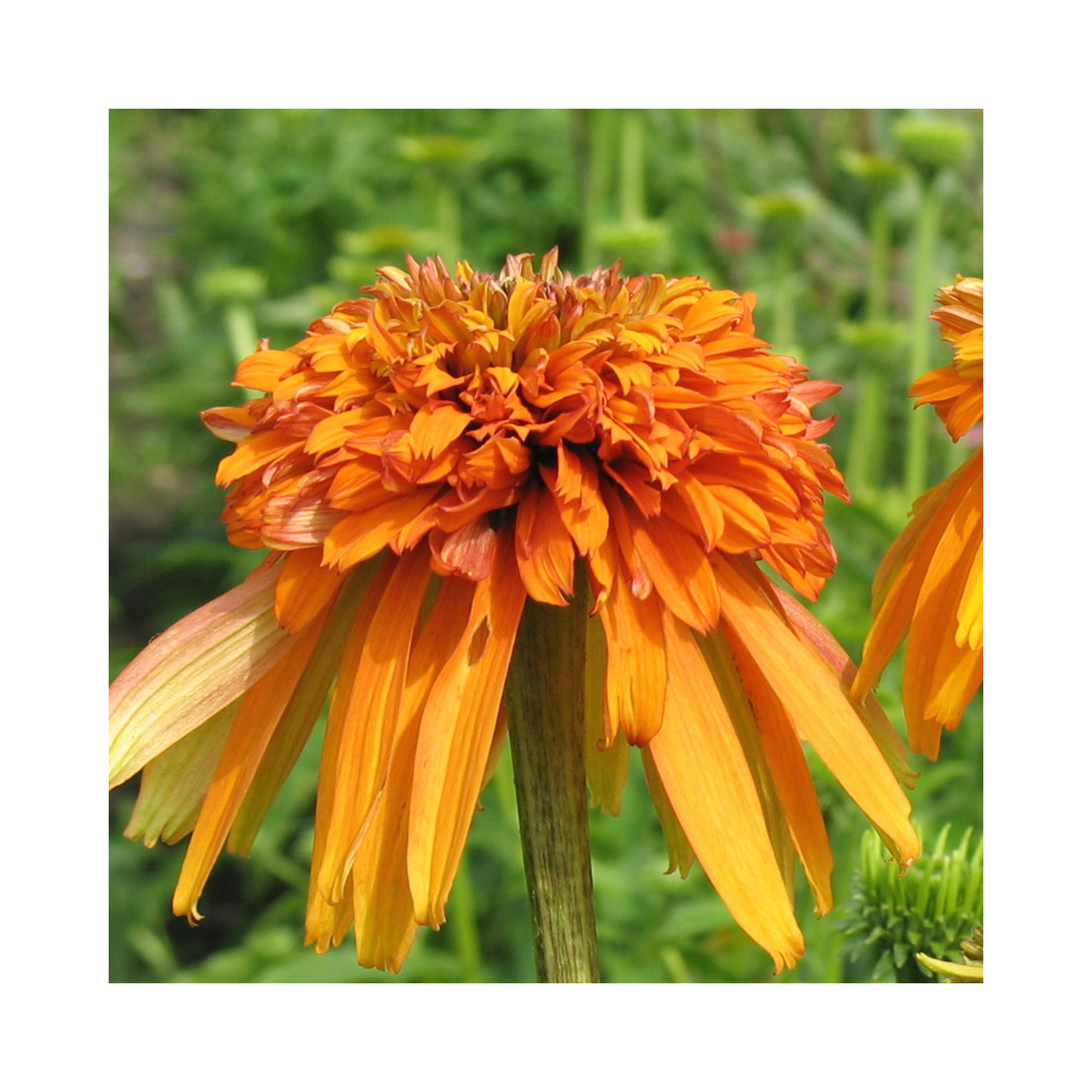 echinacea marmalade seeds Echinacea Marmalade – BuyPlants.co.uk