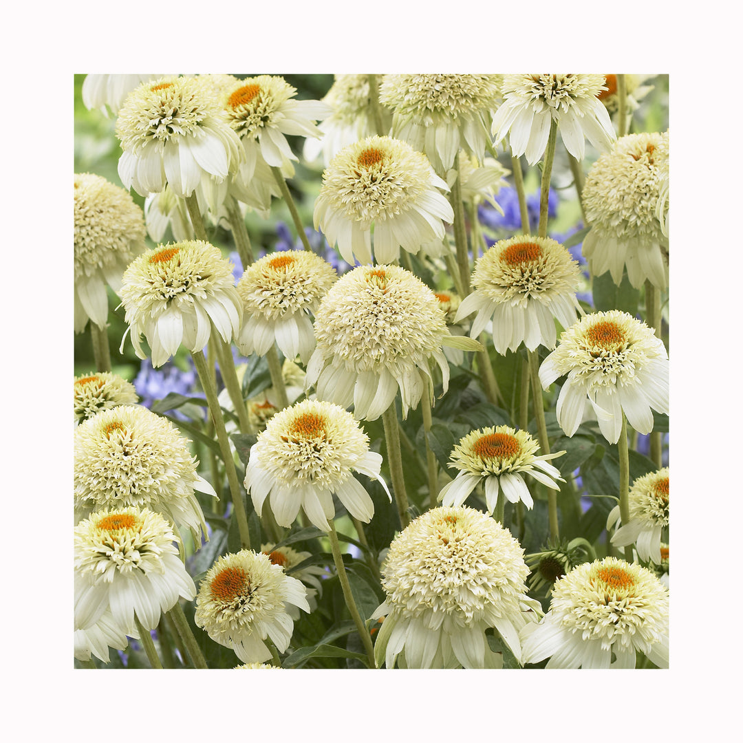 Echinacea  Milkshake