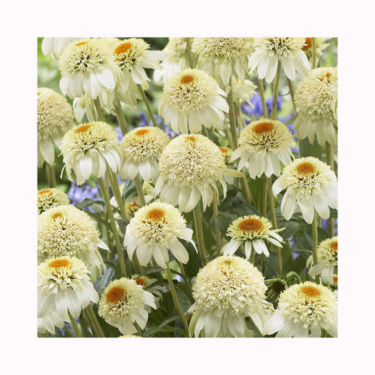 Echinacea  Milkshake