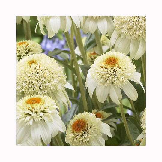 Echinacea  Milkshake