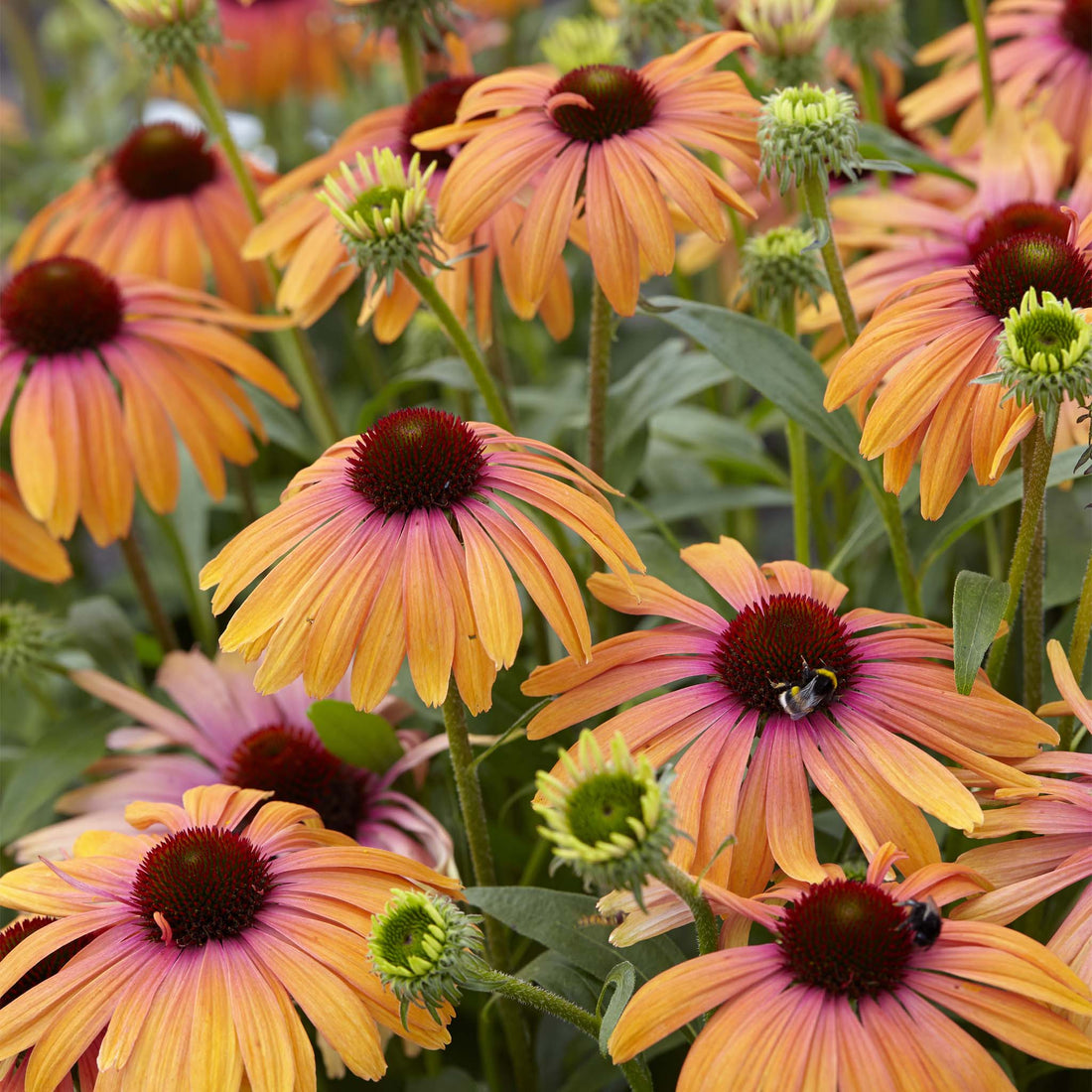 Echinacea Rainbow Marcella