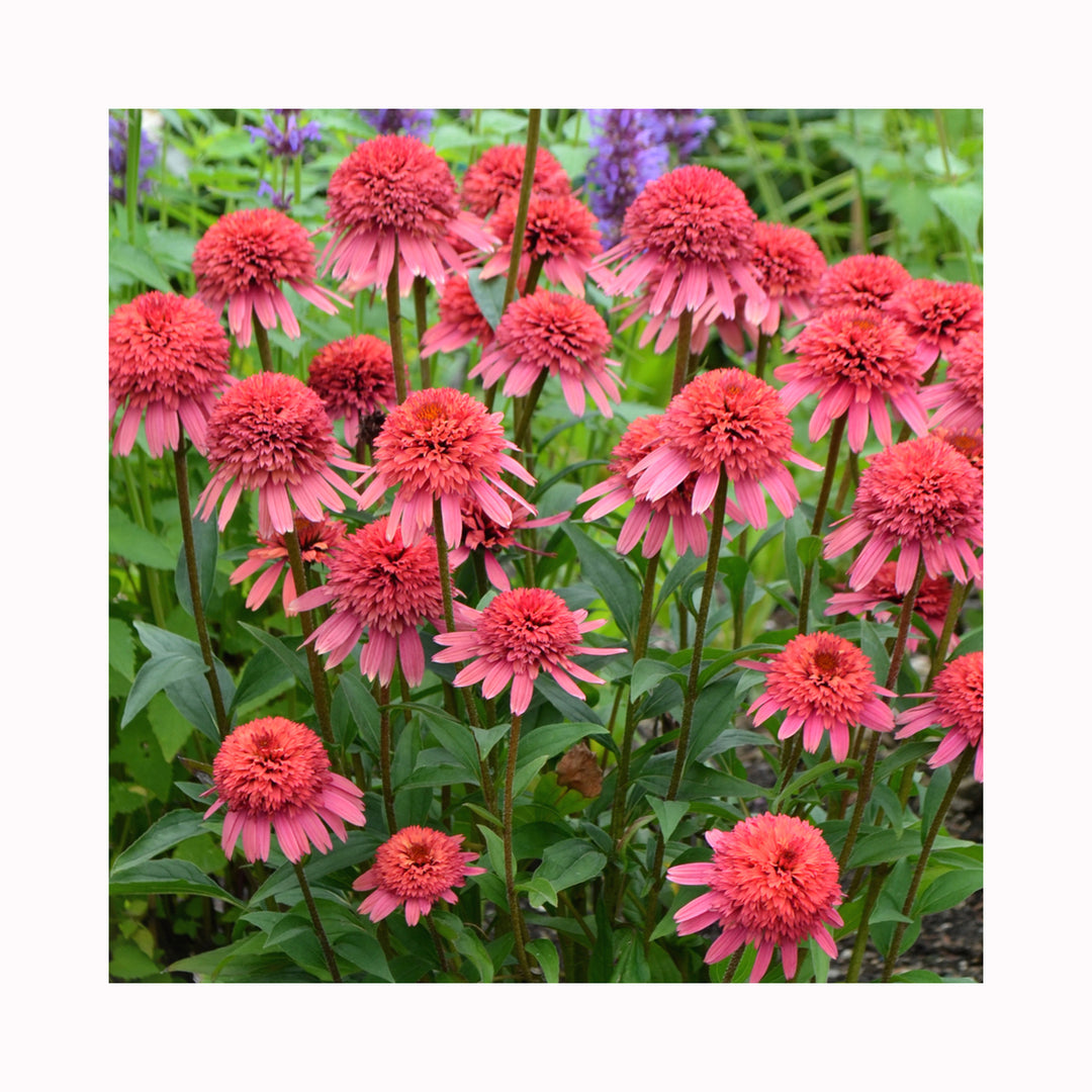 Echinacea Collection – 6 Different Plants