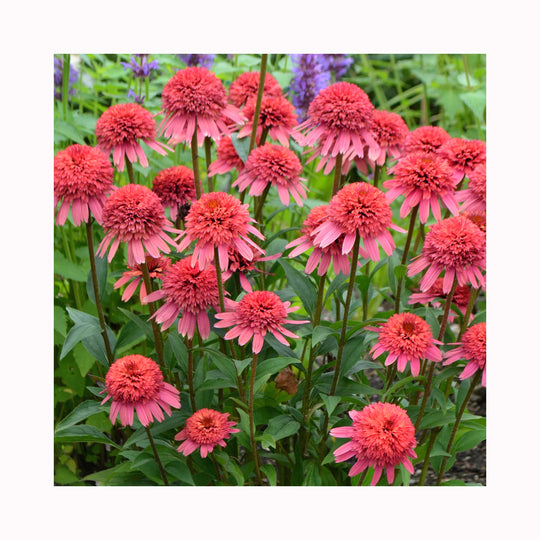 Echinacea Collection – 6 Different Plants