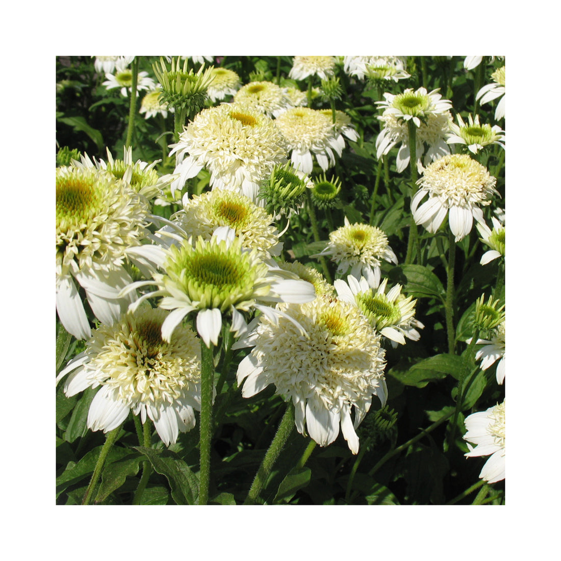 Echinacea purpurea White Double Delight