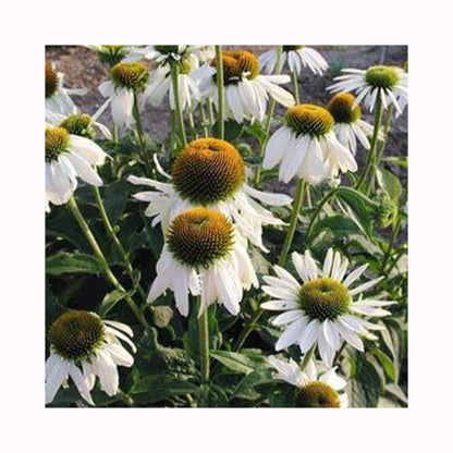 Echinacea purpurea White Swan