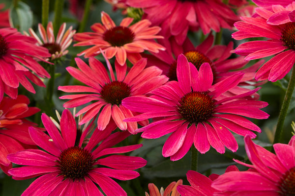 How to Grow Echinacea