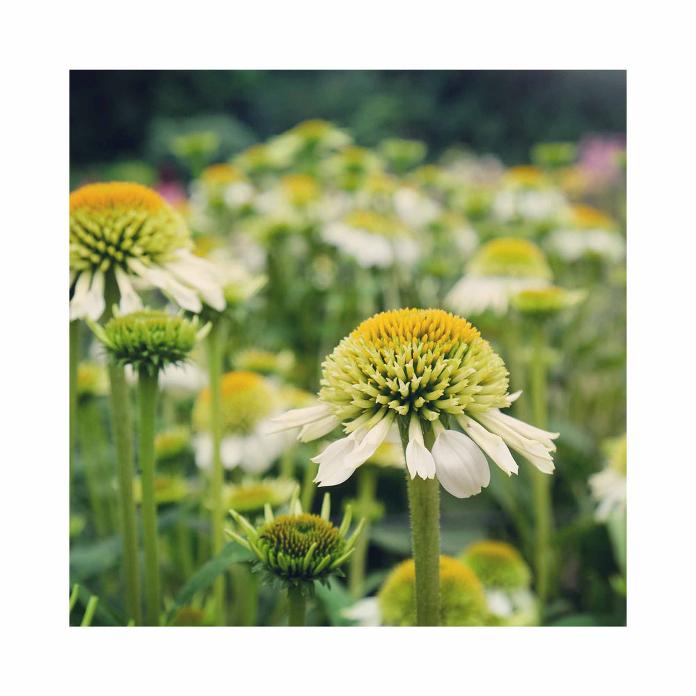 Echinacea purpurea 'Milkshake'