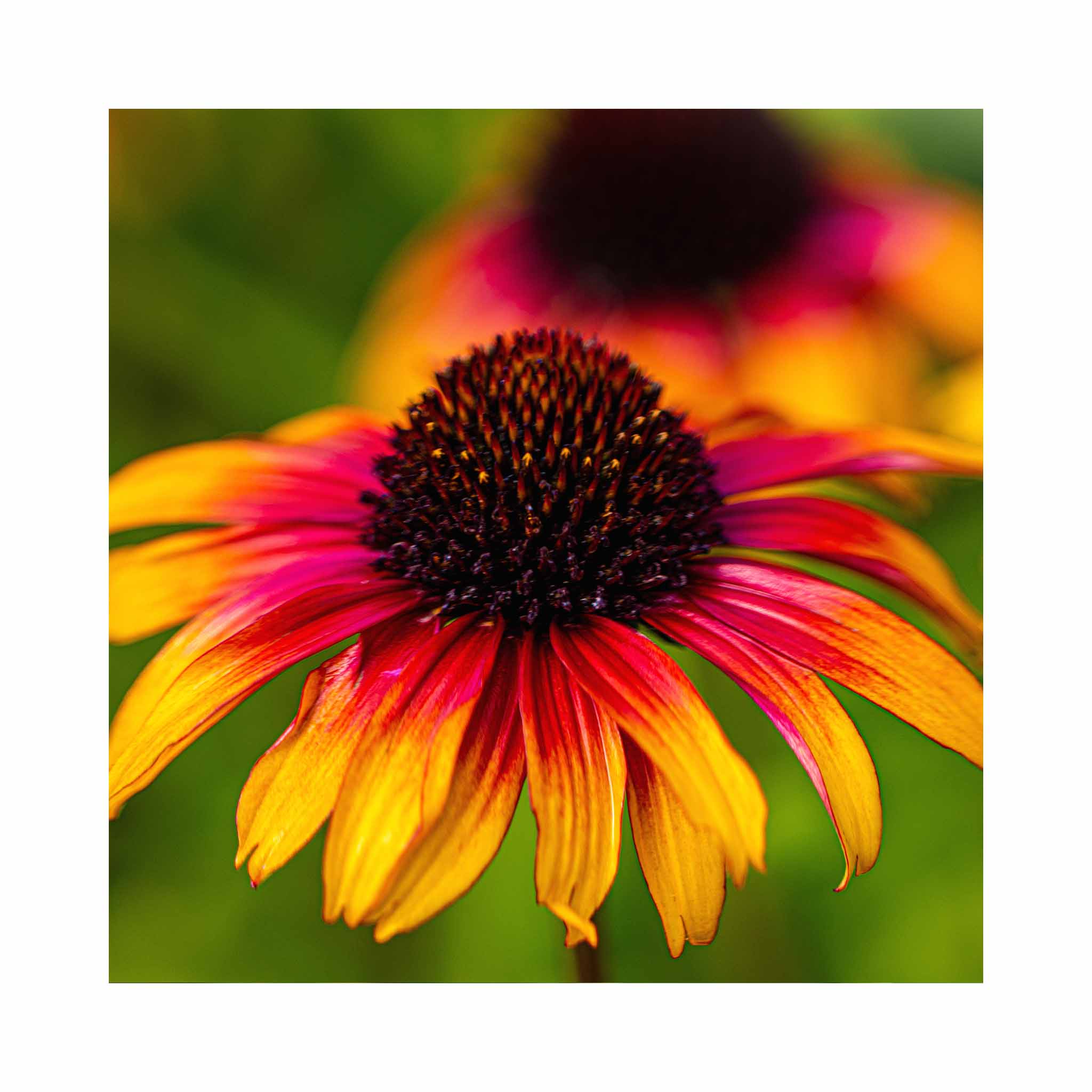 Echinacea purpurea 'Parrot'