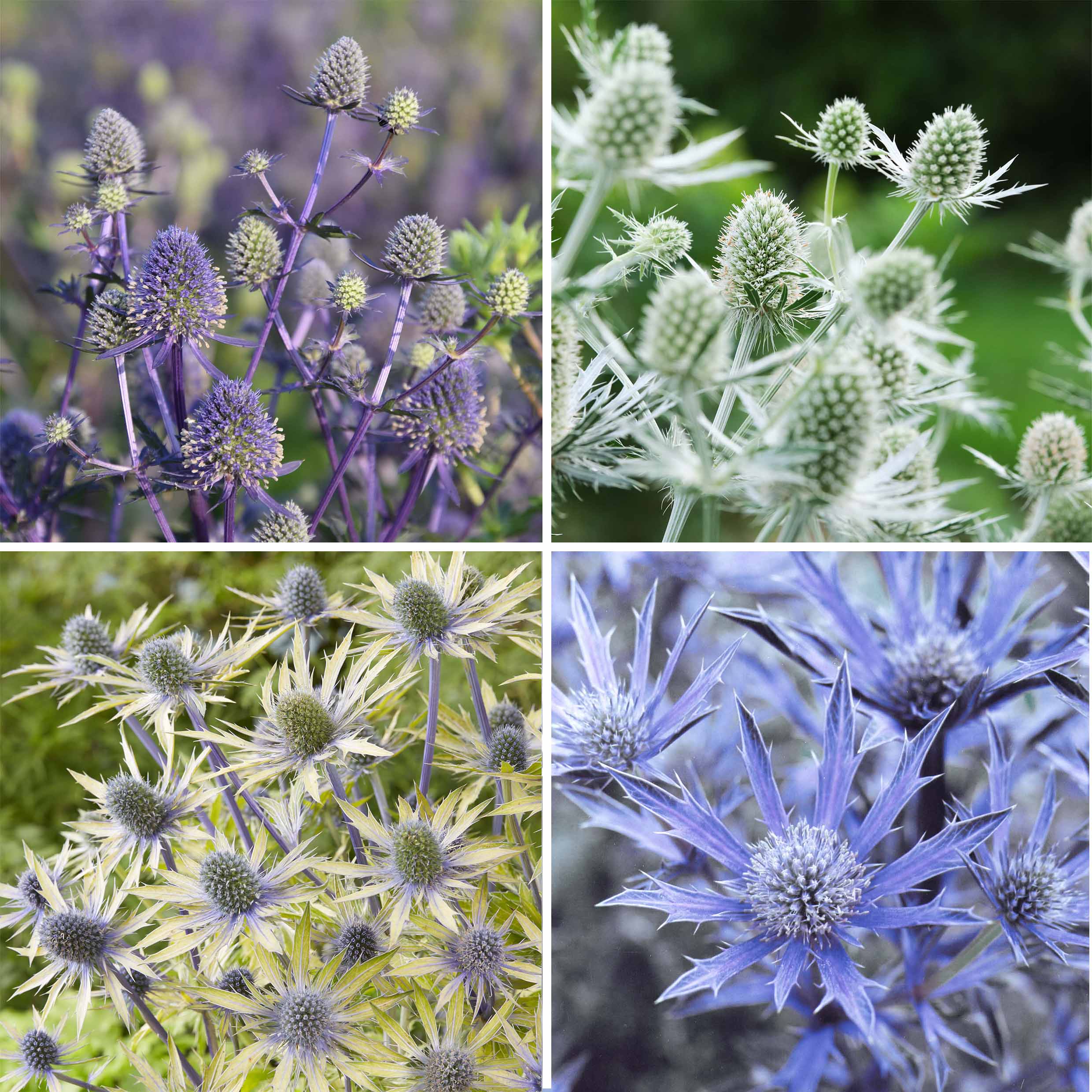Eryngium Collection