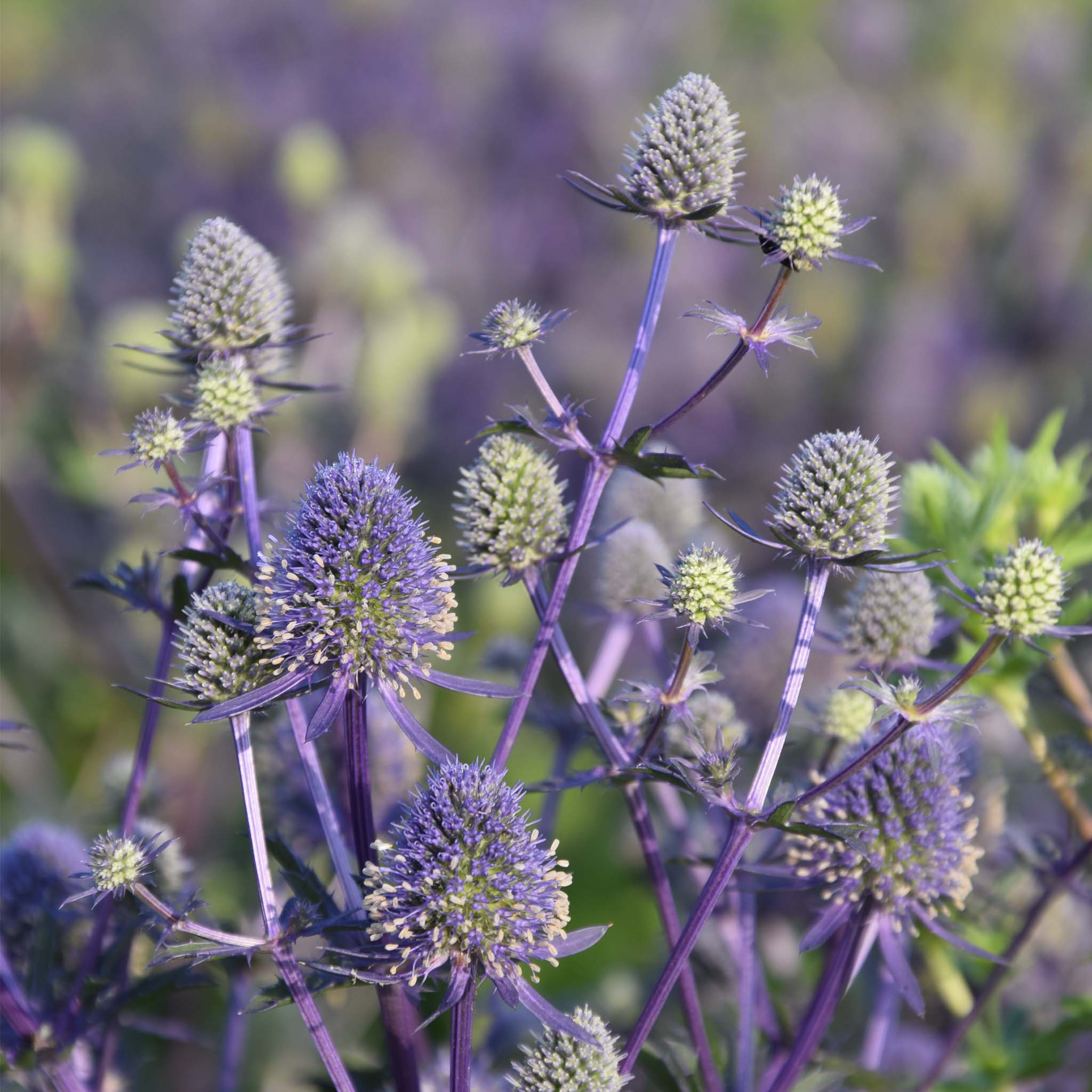 Eryngium Magical Purple Stars