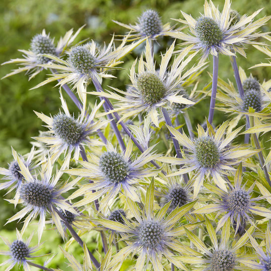 Eryngium &