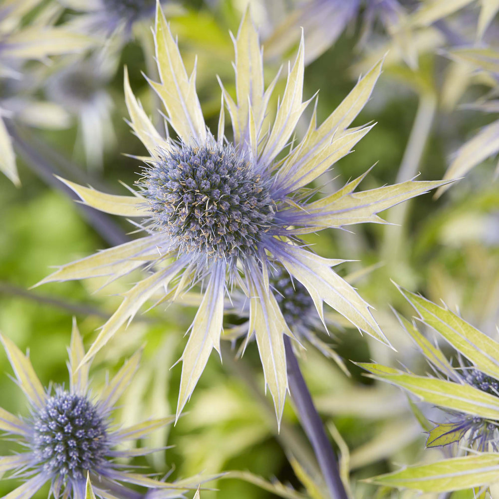 Eryngium 'Neptune's Gold'