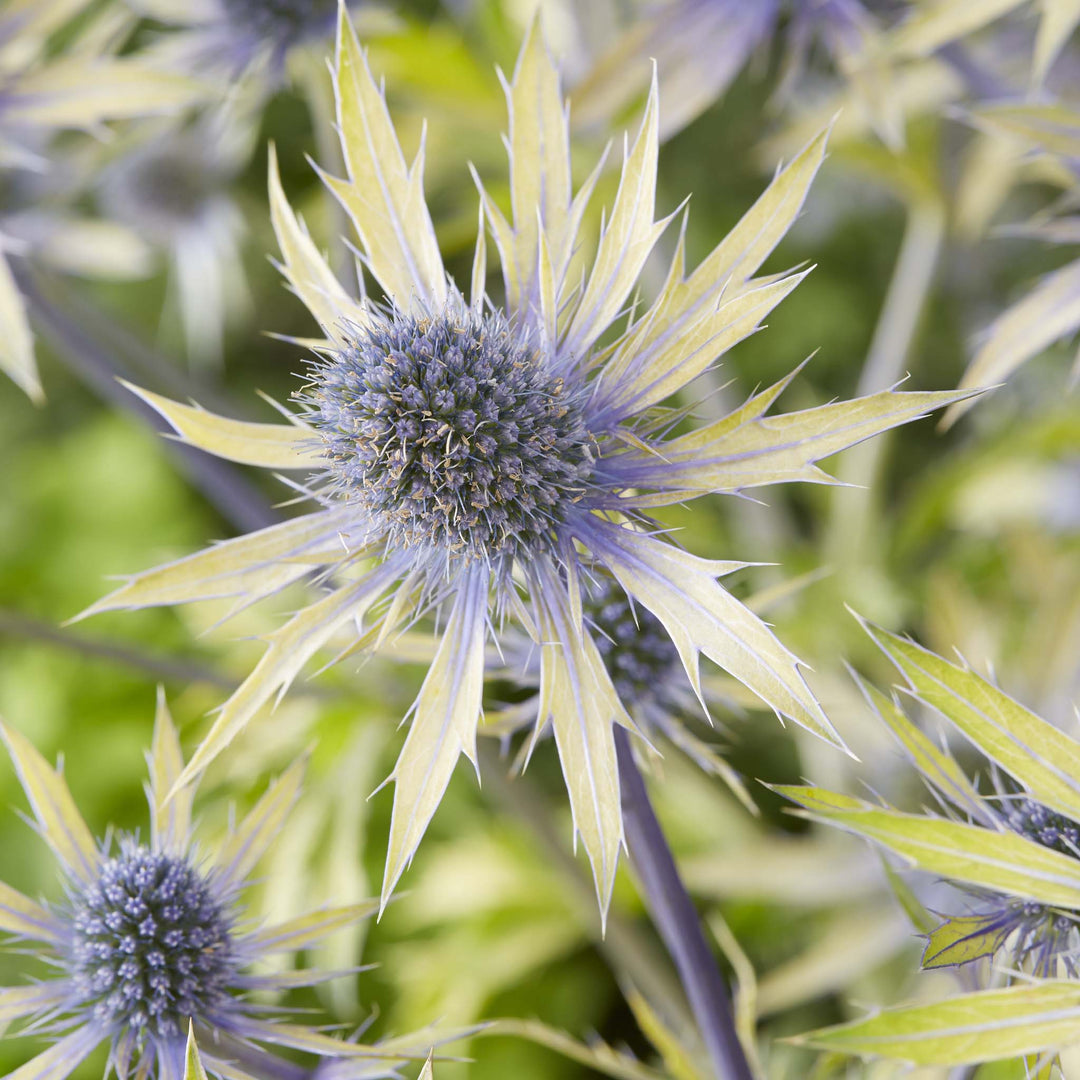 Eryngium &