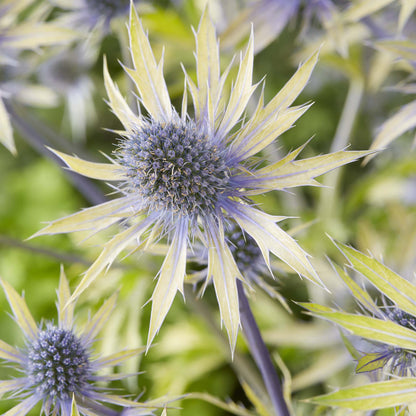 Eryngium &