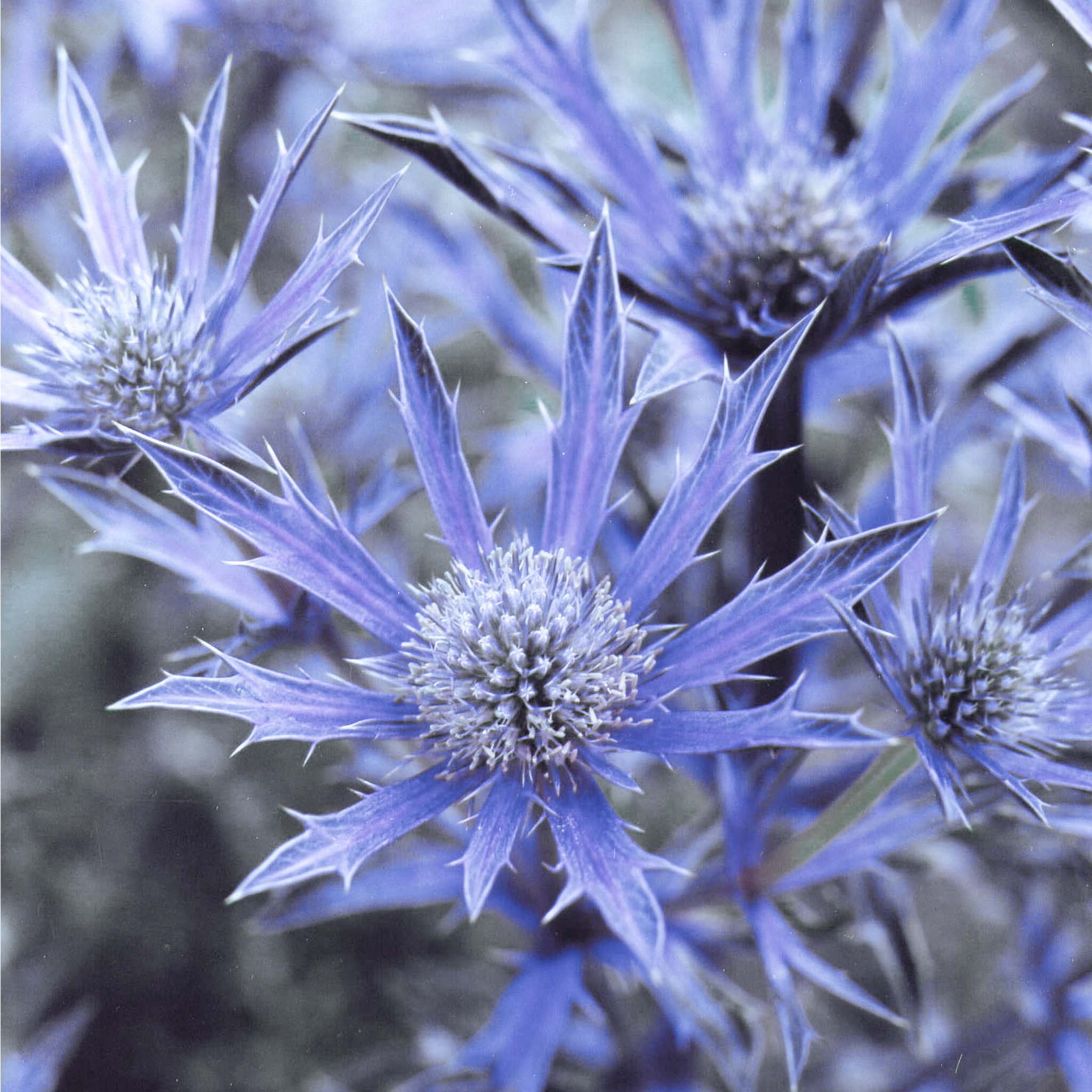 Eryngium Picos Amethyst