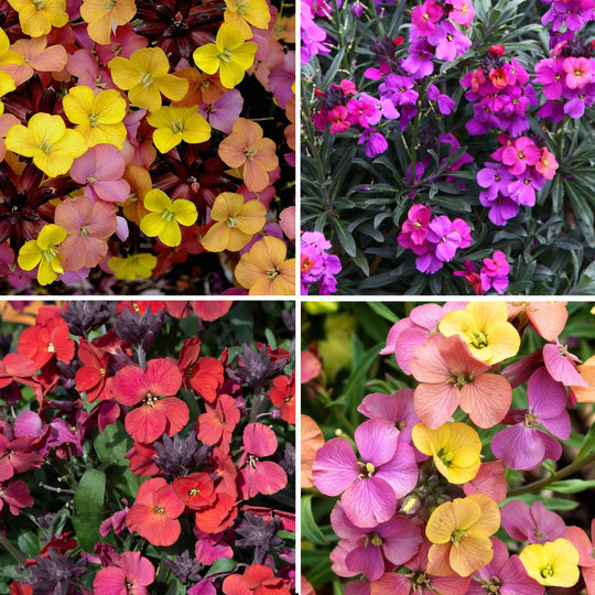 Erysimum Collection