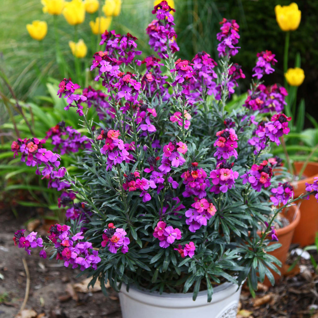 Erysimum Collection