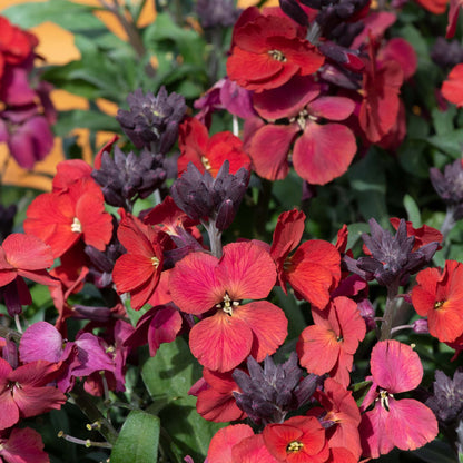 Erysimum Collection