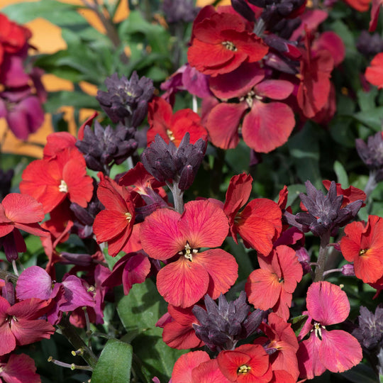 Erysimum Collection