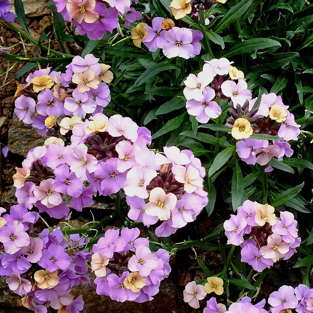 Erysimum Collection