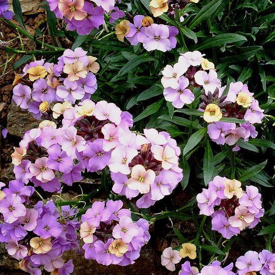 Erysimum Collection