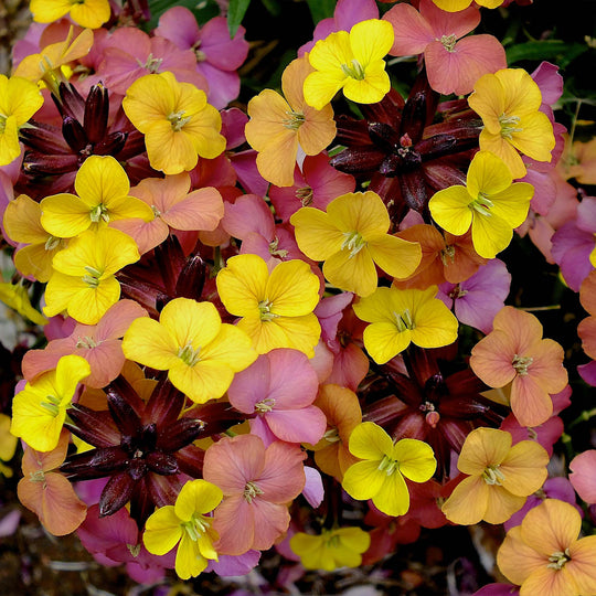 Erysimum Collection