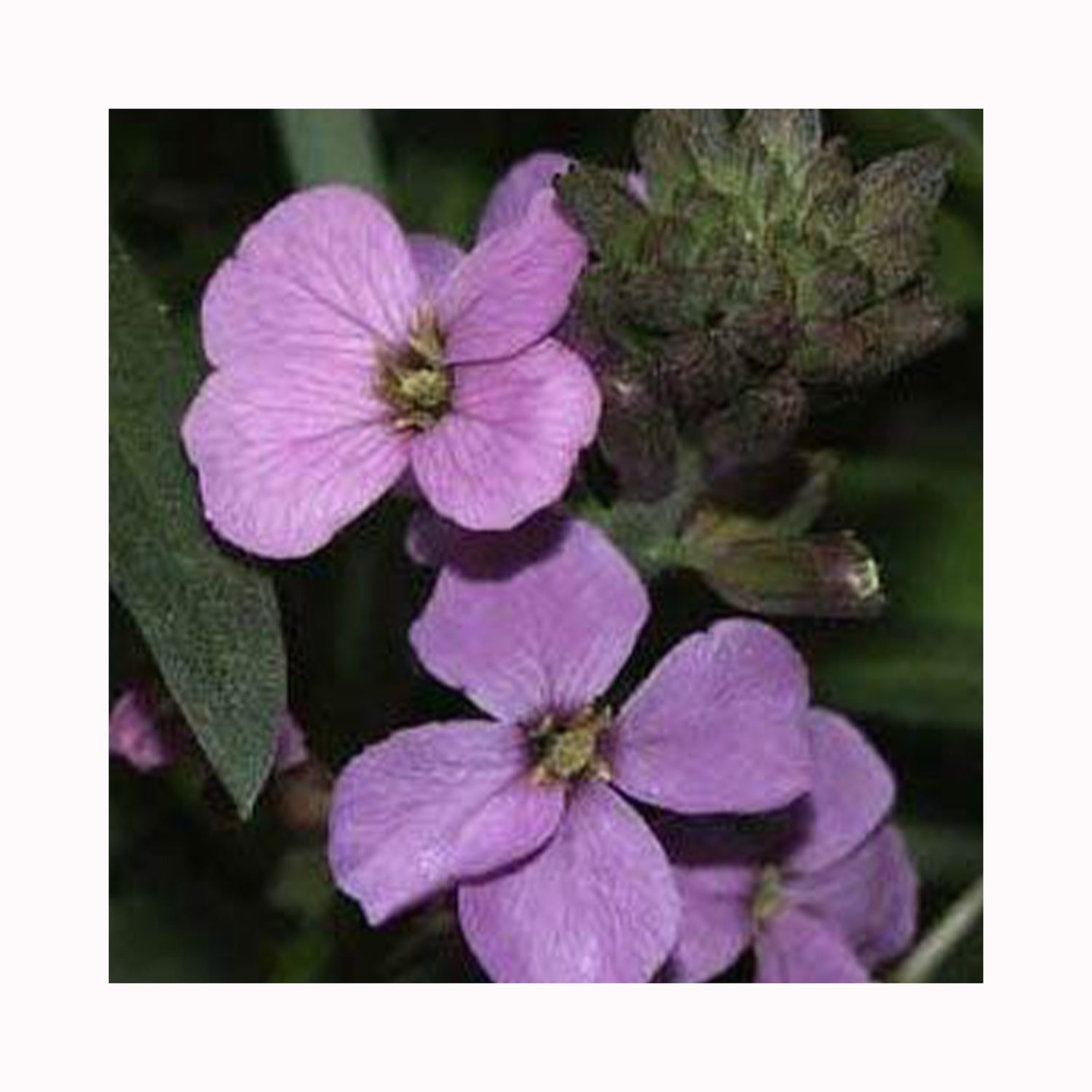 Erysimum Bowles Mauve