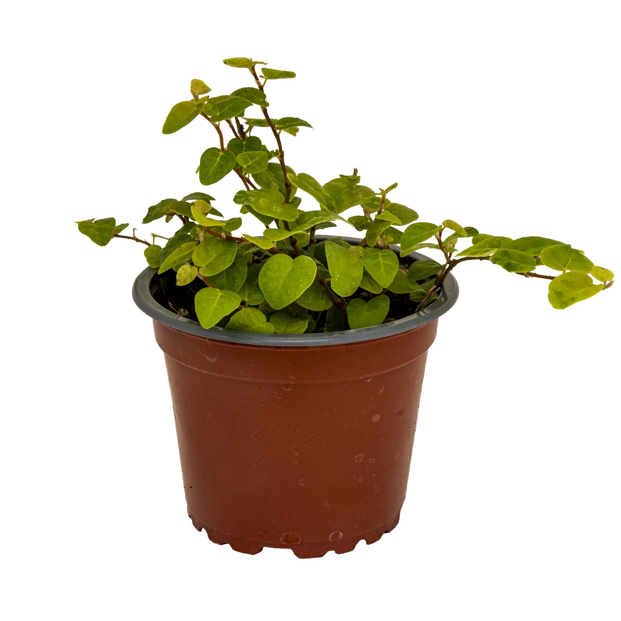 Ficus Pumila Green