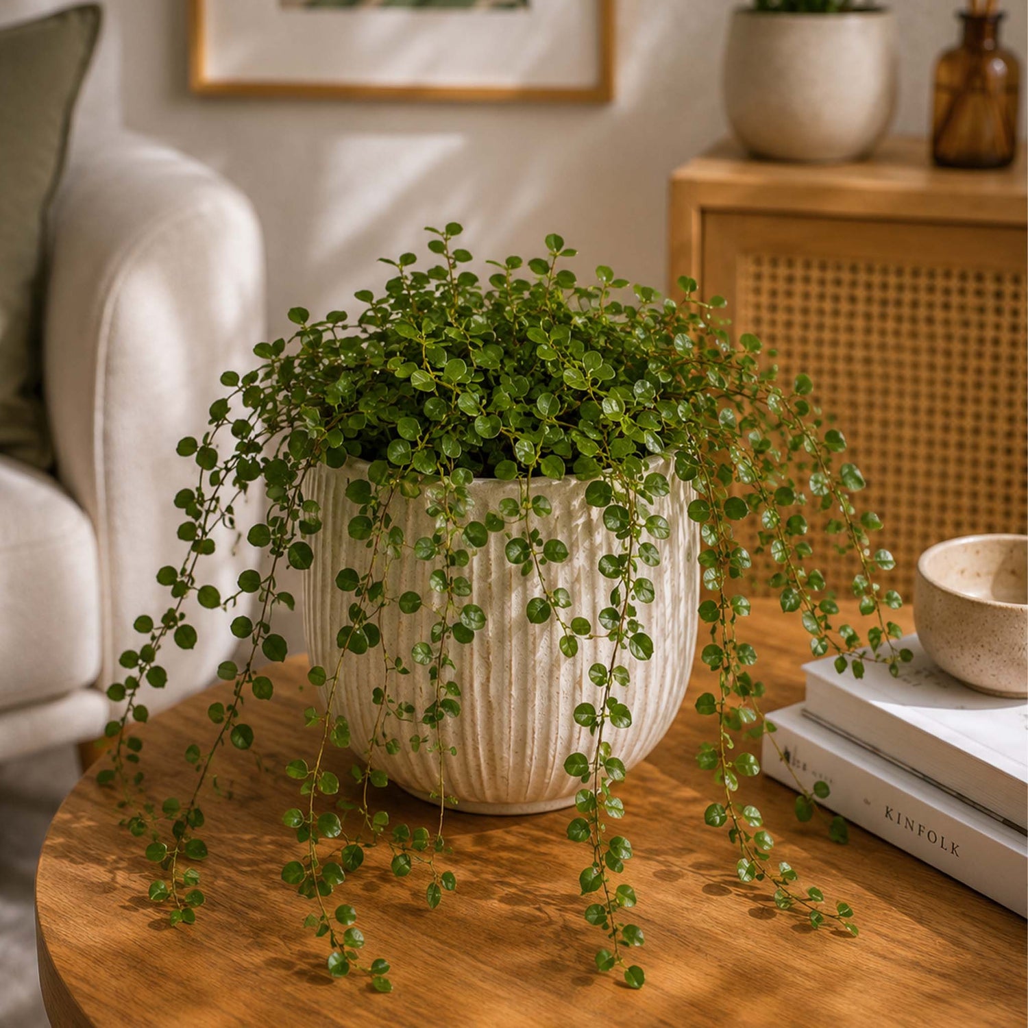 Ficus Pumila Green
