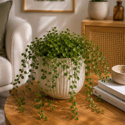 Ficus Pumila Green