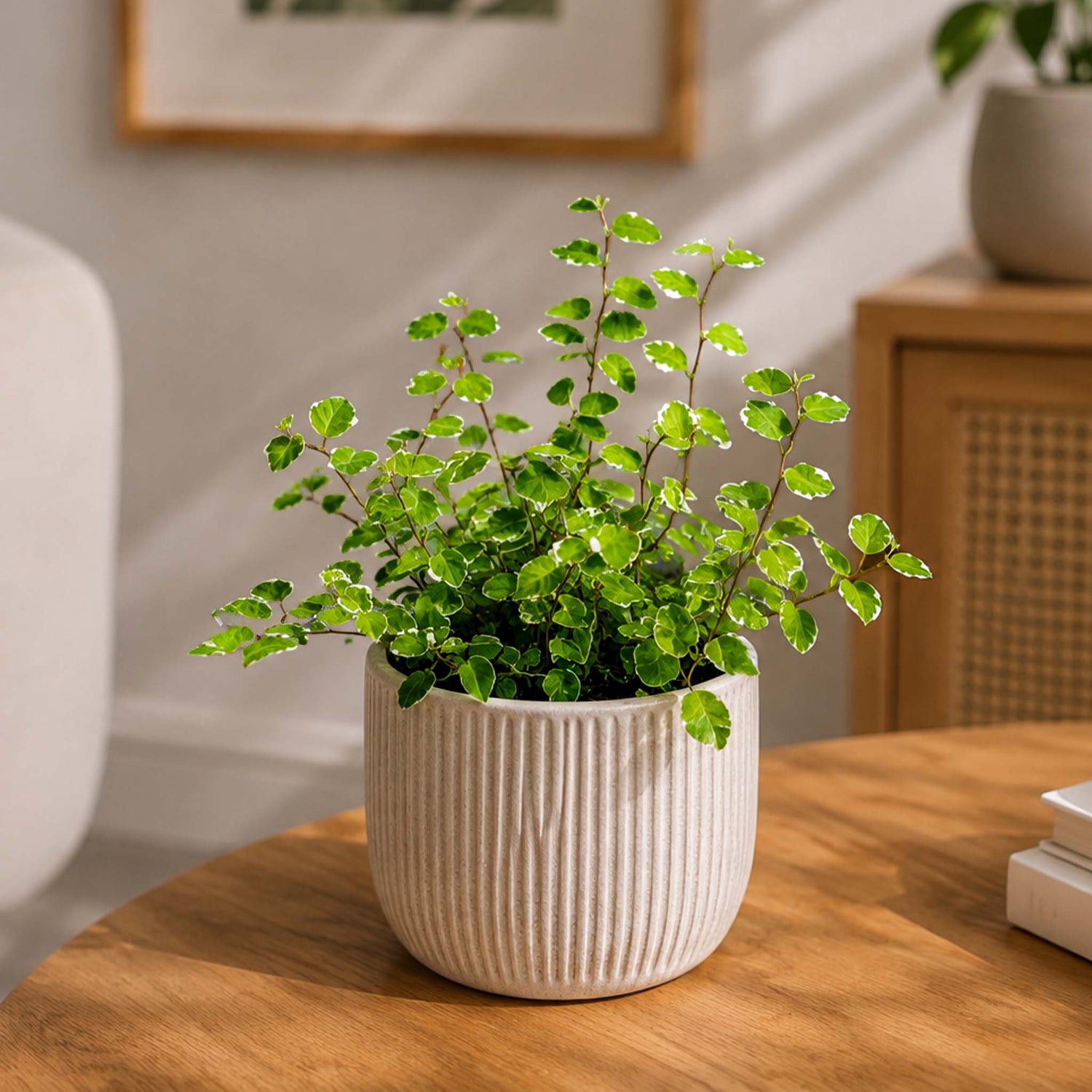 Ficus Pumilla White Sunny