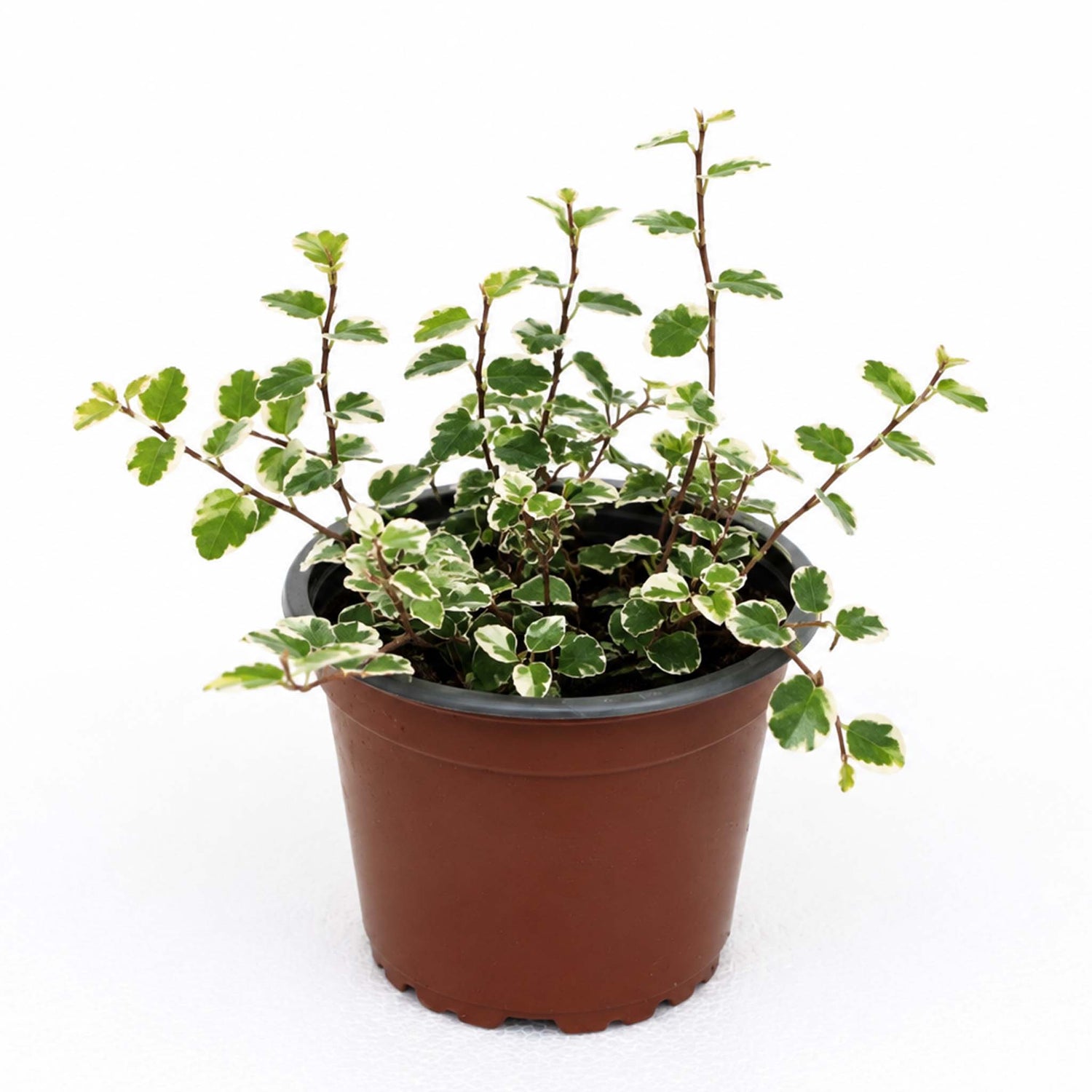 Ficus Pumilla White Sunny