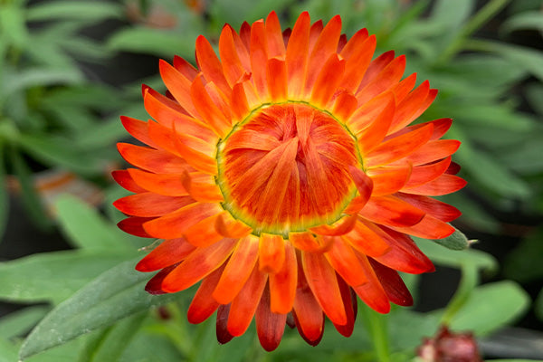 Bracteantha Helian Strawflower flowers