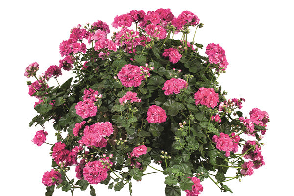 Double flowers of trailing geranium