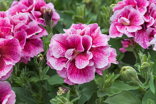 Double flowers of petunia tumberlina