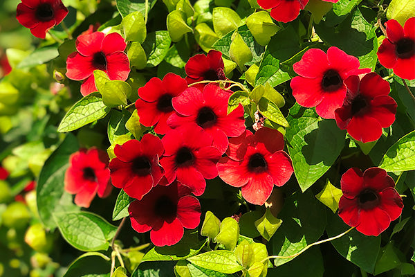 Stunning flowers of climbing thumbergia