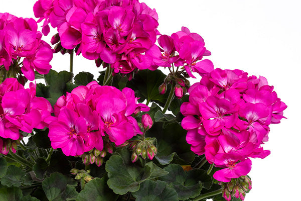 Violet flowers of Geranium TwoinOne