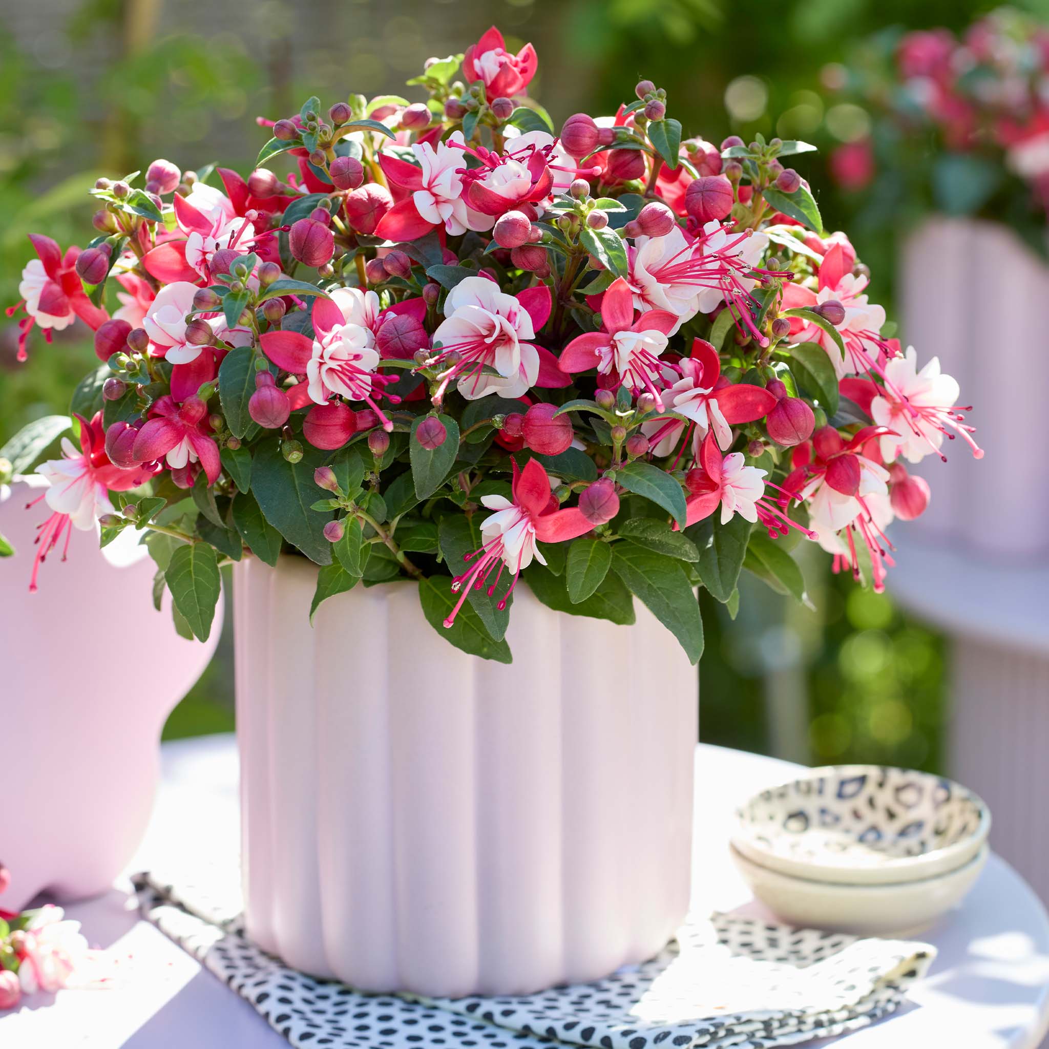 Bush Fuchsia Bella Camilla