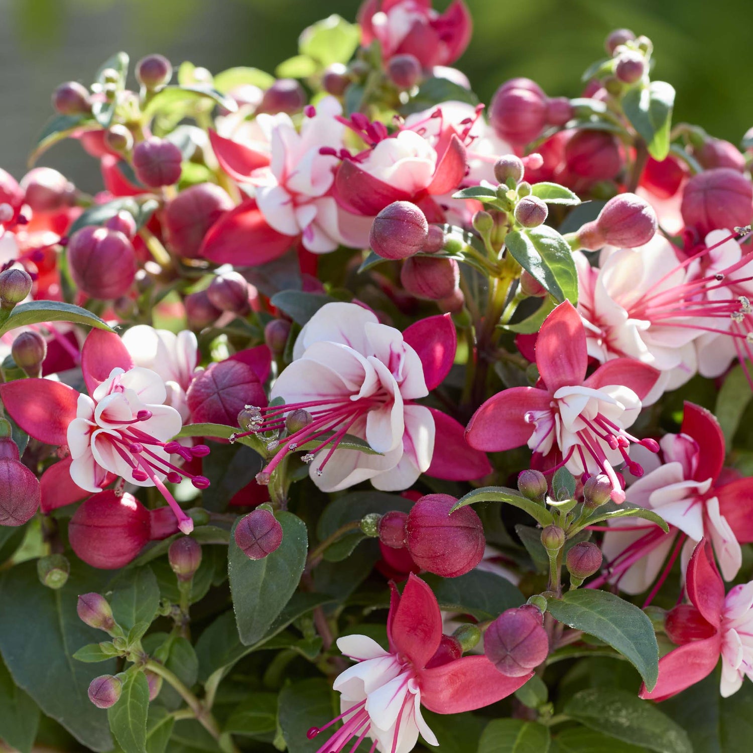 Bush Fuchsia Bella Camilla