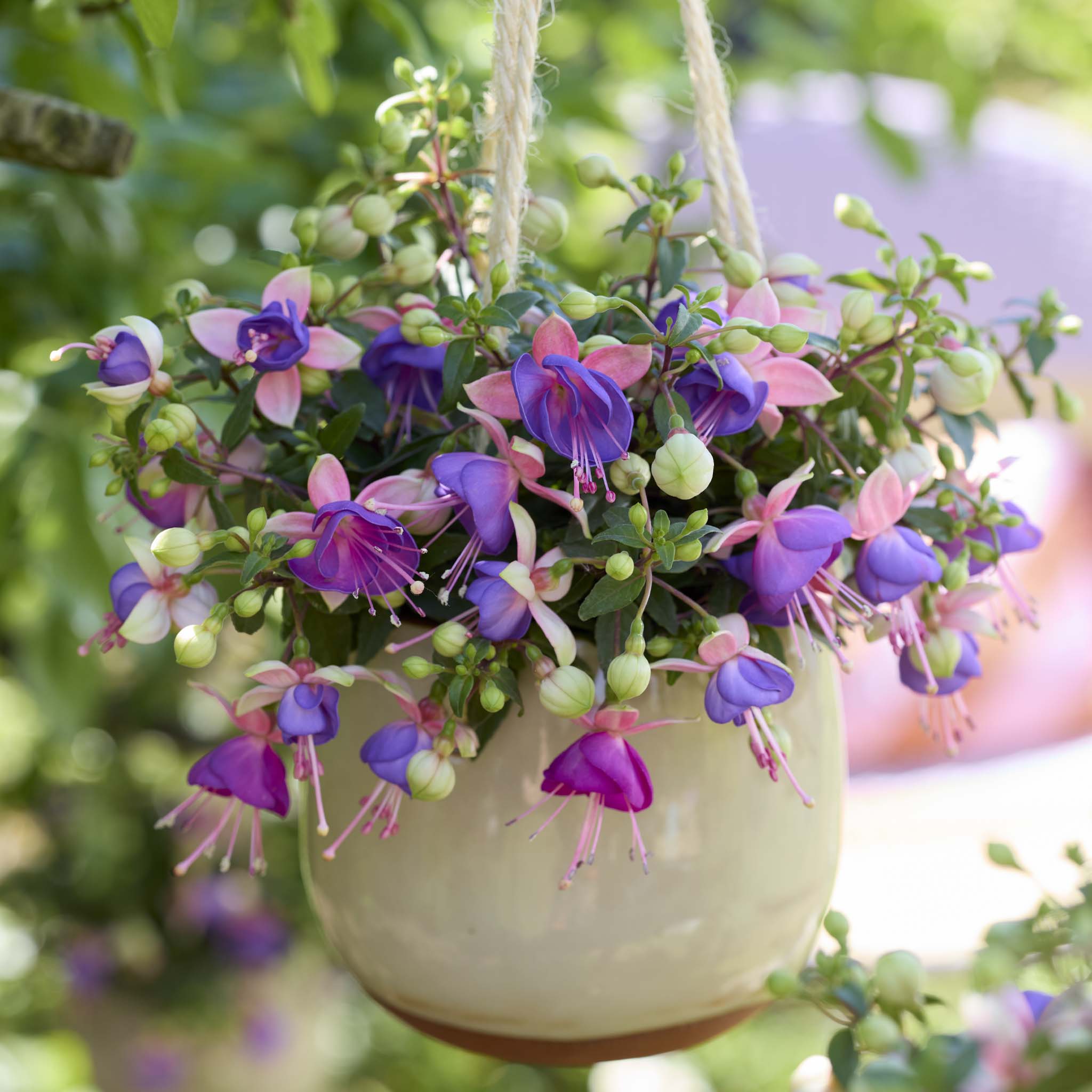 Bush Fuchsia Bella Diana