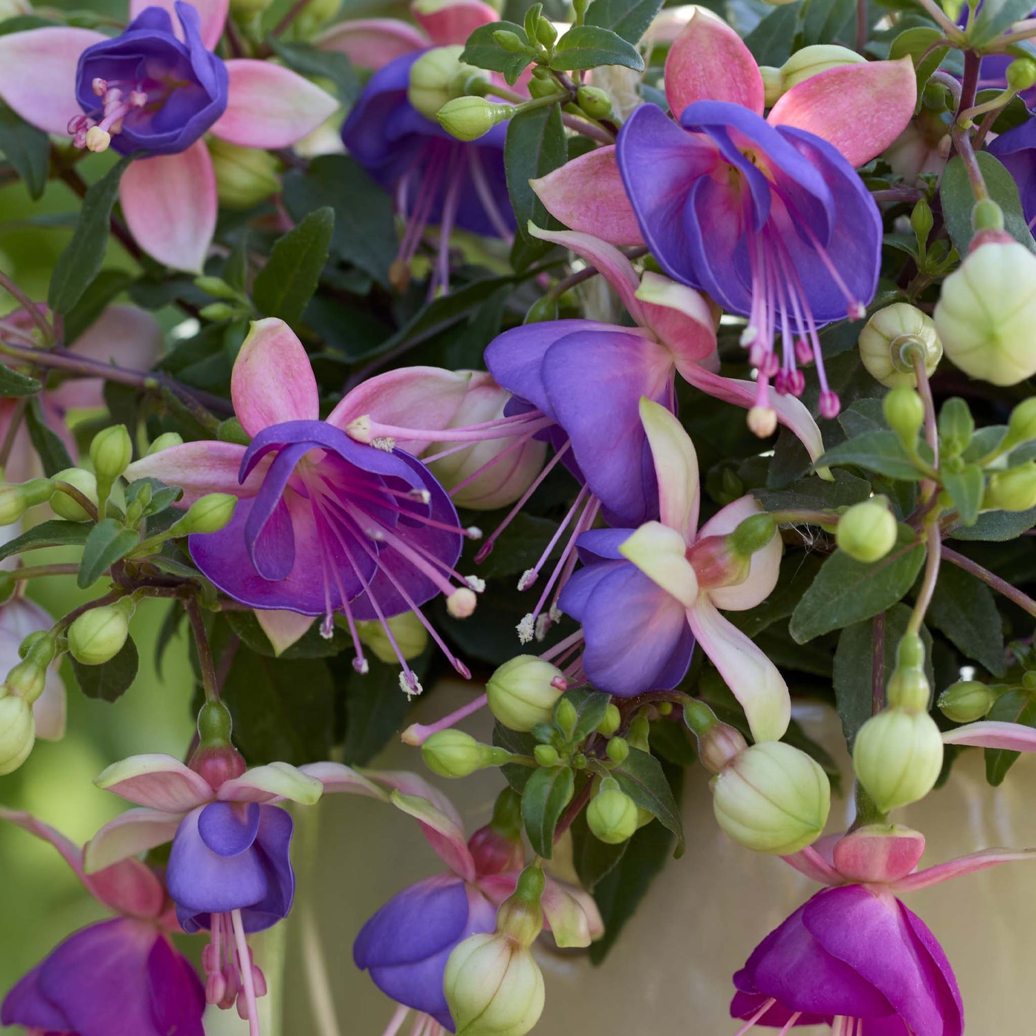 Bush Fuchsia Bella Diana