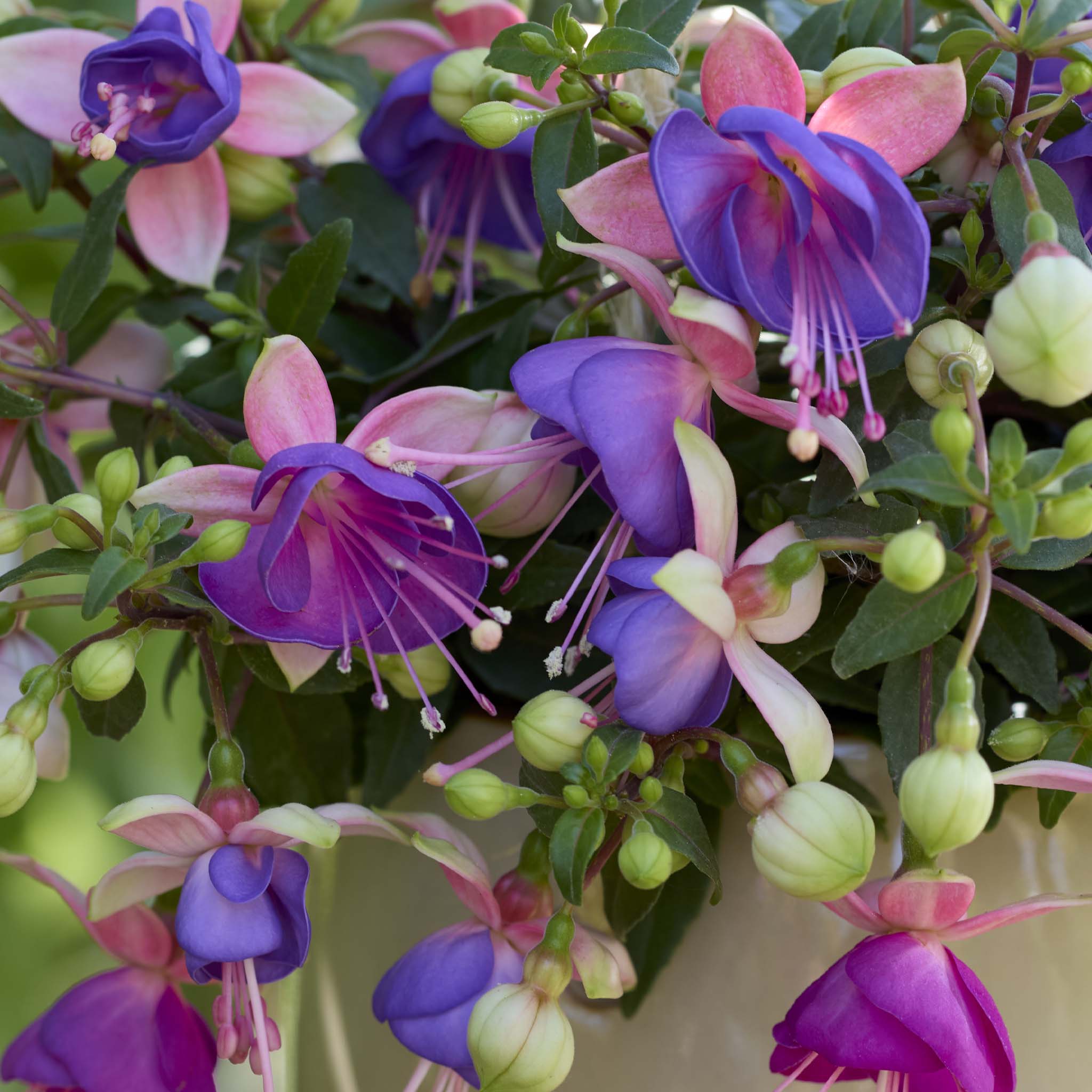 Bush Fuchsia Bella Diana