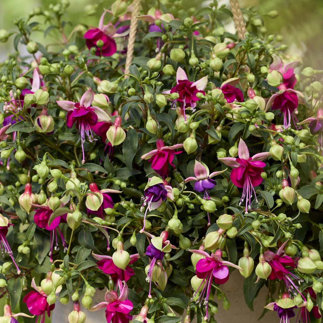 Bush Fuchsia Bella Georgia