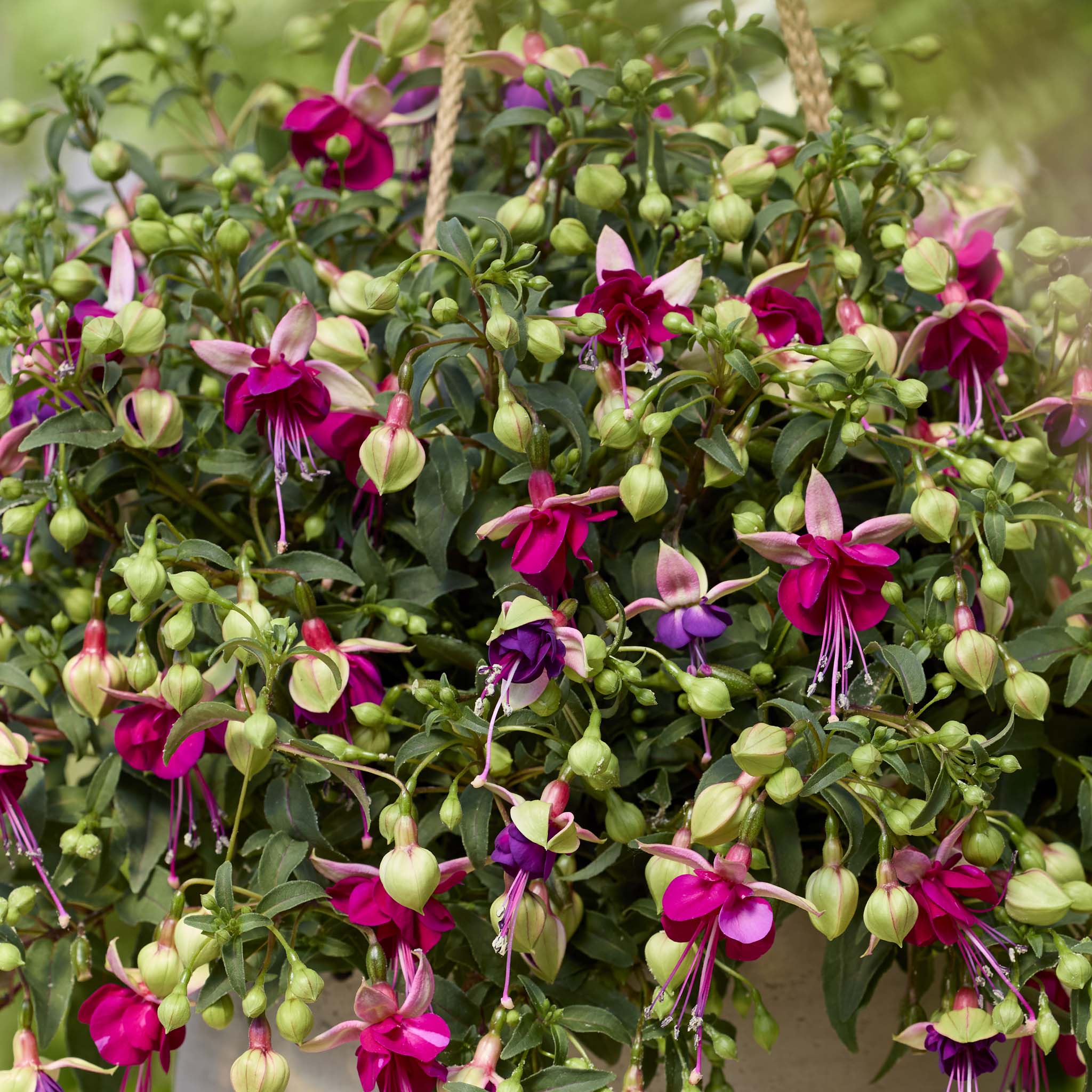 Bush Fuchsia Bella Georgia