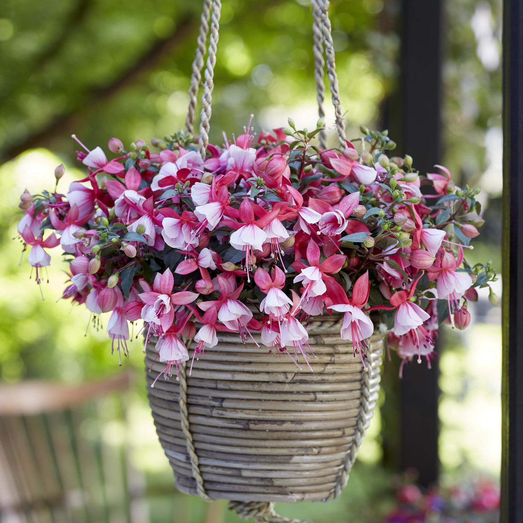 Bush Fuchsia Bella Hilda