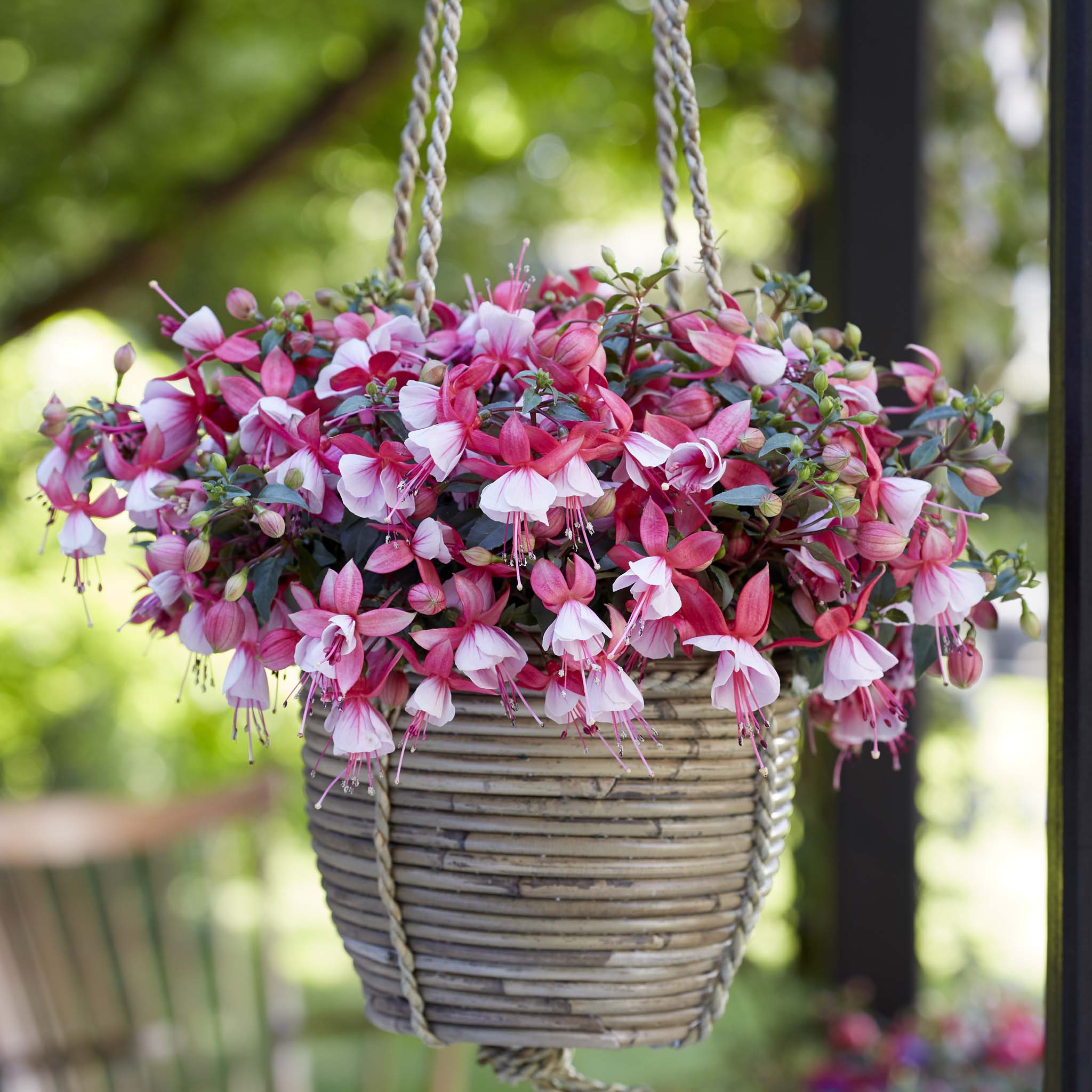 Bush Fuchsia Bella Hilda