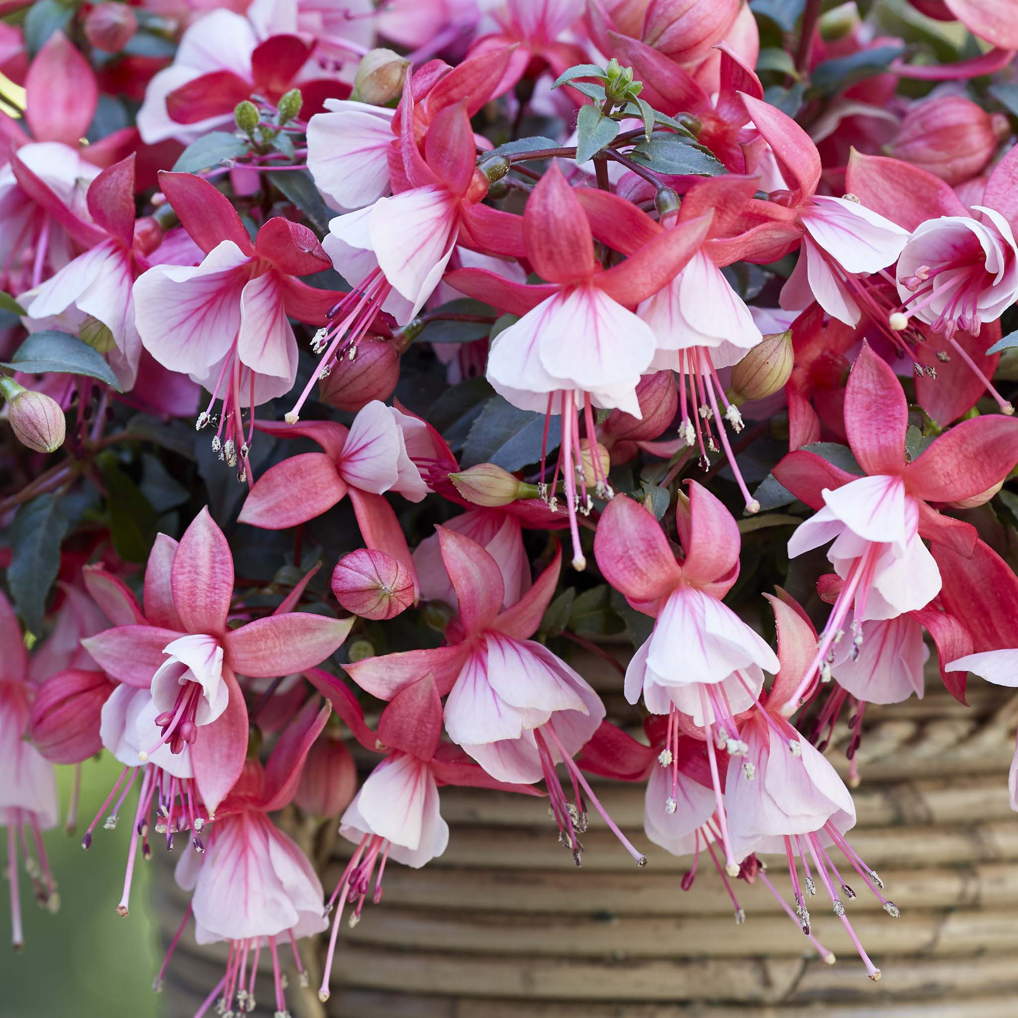 Bush Fuchsia Bella Hilda